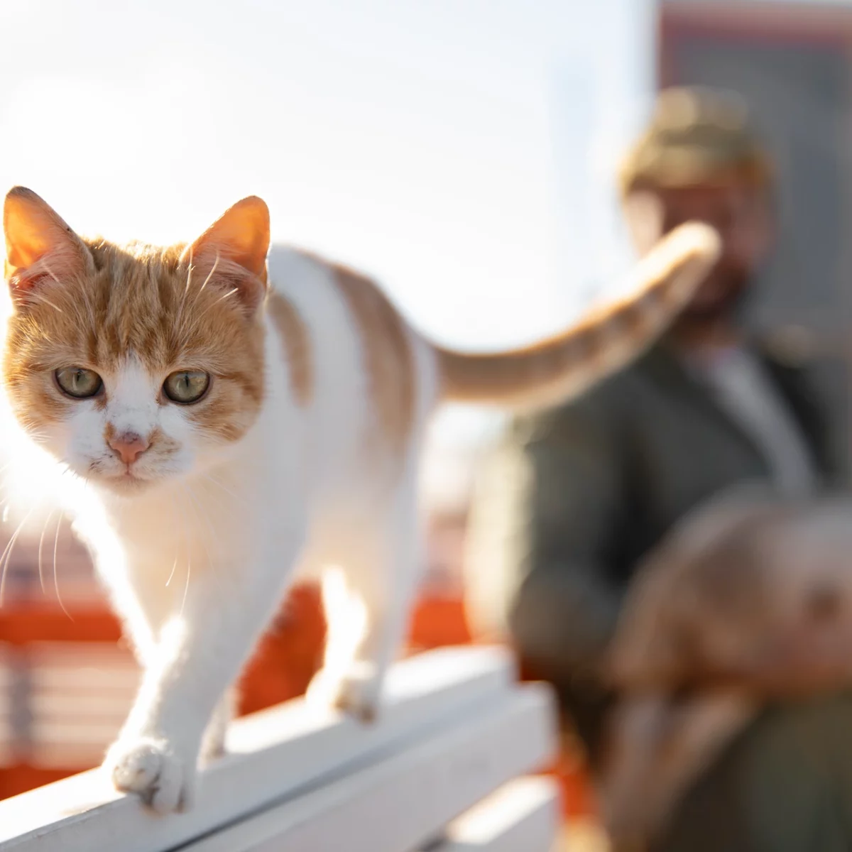 adorable-cat-roaming-free-farm
