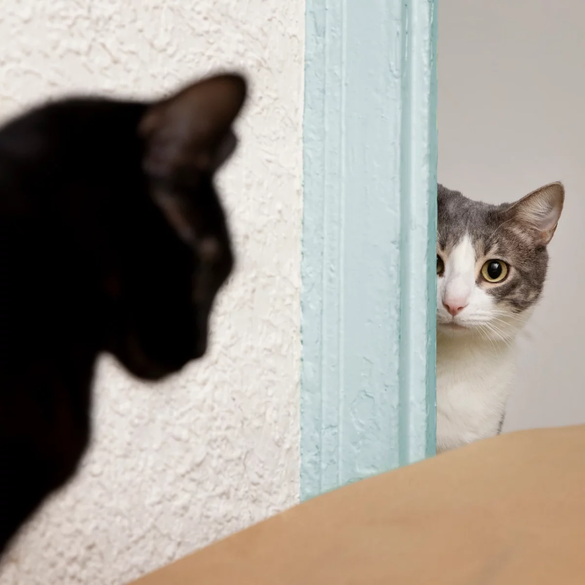 kitties-looking-each-other-home